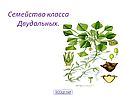 Семейство класса двудольных