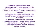 Семейство Крестоцветные