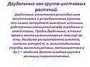 Двудольные как группа цветковых растений