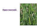 Горох посевой