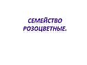 Семейство Розоцветные