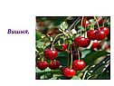 Вишня
