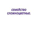 Семейство Сложноцветные