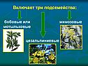 Включает три подсемейства: бобовые или мимозовые мотыльковые