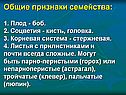 Общие признаки семейства: