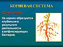 Корневая система