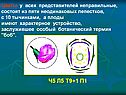 Ч5 л5 т9+1 п1
