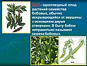 Боб - одногнездный плод растений семейства бобовых, обычно