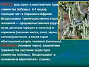 ГОРОХ, род одно- и многолетних трав семейства бобовых