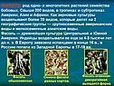 ФАСОЛЬ, род одно- и многолетних растений семейства бобовых
