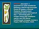 АРАХИС, род одно- и многолетних трав семейства бобовых, масличная