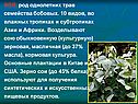 СОЯ, род однолетних трав семейства бобовых
