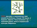 ЧИНА, род одно- и многолетних трав семейства бобовых