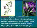 ЛЮЦЕРНА, род одно- и многолетних трав семейства бобовых