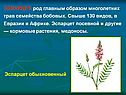ЭСПАРЦЕТ, род главным образом многолетних трав семейства бобовых