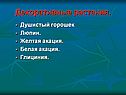 Декоративные растения