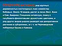 ГЛИЦИНИЯ ( вистерия), род крупных деревянистых листопадных лиан