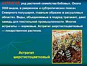 Астрагал шерстистоцветковый