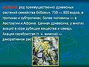 АКАЦИЯ, род преимущественно древесных растений семейства бобовых