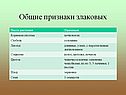 Общие признаки злаковых