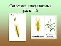 Семейство злаков