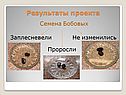 Семена Бобовых