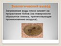Экологический вывод