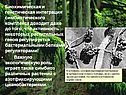 Интеграция симбиотического комплекса