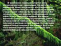 Мирмекодия
