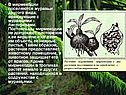 Муравьи