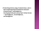 Последовательная смена трёх типов почек