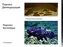 Подкласс Двоякодышащие