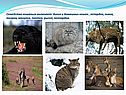 Семейство кошачьих