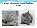 Дикая и домашняя кошки