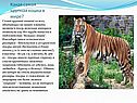 Самая крупная кошка в мире