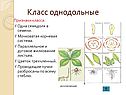 Систематика цветковых растений