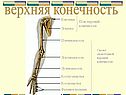 Верхняя конечность