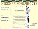 Нижняя конечность