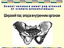 Широкий таз