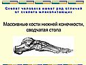 Массивные кости нижней конечности