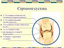 Строение сустава