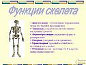 Функции скелета