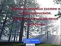 Скелет