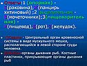 Центральный орган кровеносной системы