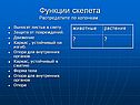 Опора для внутренних органов