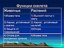 Функции скелета