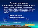 Скелет растения
