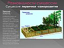 Разновидности сукцессии