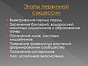 Этапы первичной сукцессии