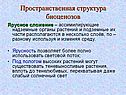 Пространственная структура биоценозов